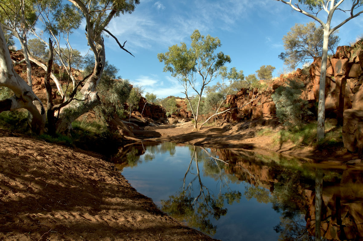 Gum trees beside a river